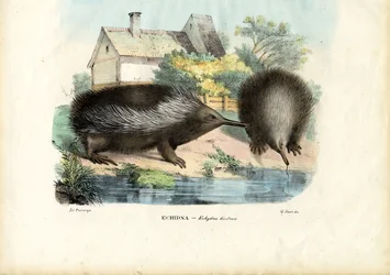 Kurzschnabeligel, 1863-79